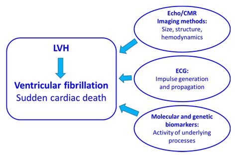 lv m medical|causes of lvh on echo.